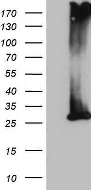PD1 Antibody