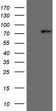 PDCD1 Antibody