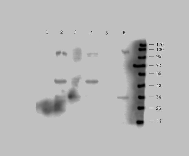 PD2R2 antibody