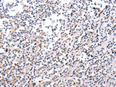 PDCD10 Antibody