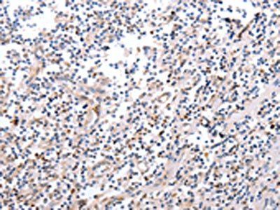 PDCD10 antibody