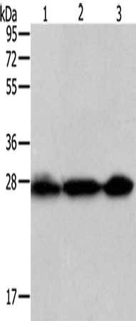 PDCD10 antibody