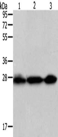 PDCD10 Antibody
