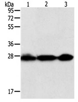 PDCD10 Antibody