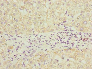 PDCD2L Antibody