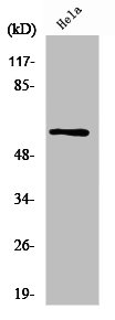 PDCD4 Antibody