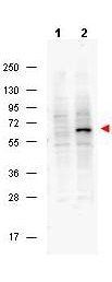 Pdcd4 (phospho-S457) antibody
