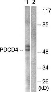 PDCD4 (Ab-457) Antibody