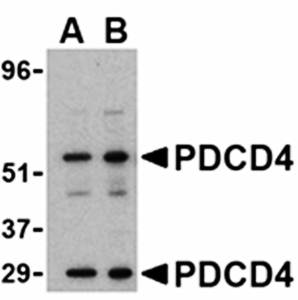 PDCD4 Antibody