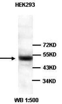 PDCD4 Rabbit Polyclonal Antibody