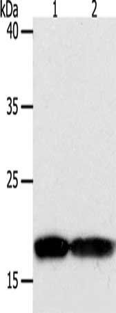 PDCD6 Antibody