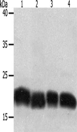 PDCD6 Antibody
