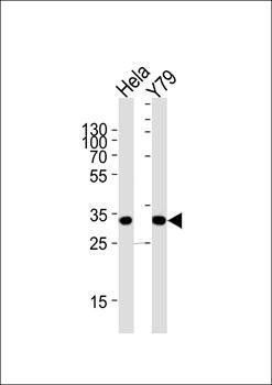 PDCL antibody
