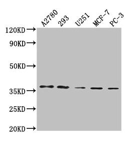 PDCL3 Antibody