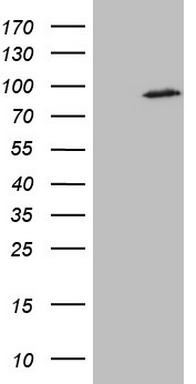 PDE1A Antibody