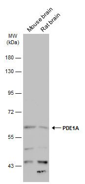 PDE1A antibody