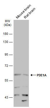 phosphodiesterase 1A Antibody