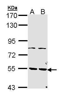 phosphodiesterase 1A Antibody