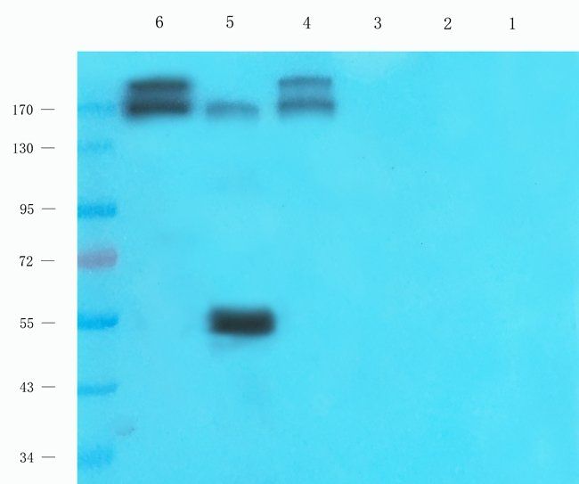 PDE1C antibody