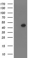 PDE2A Antibody