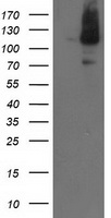 PDE2A Antibody