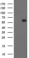 PDE2A Antibody