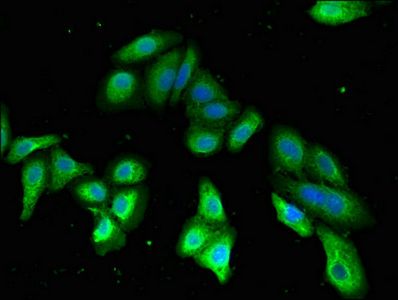 PDE2A antibody