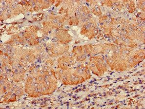 PDE2A Antibody