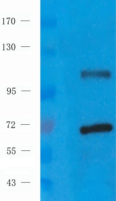 PDE2A antibody