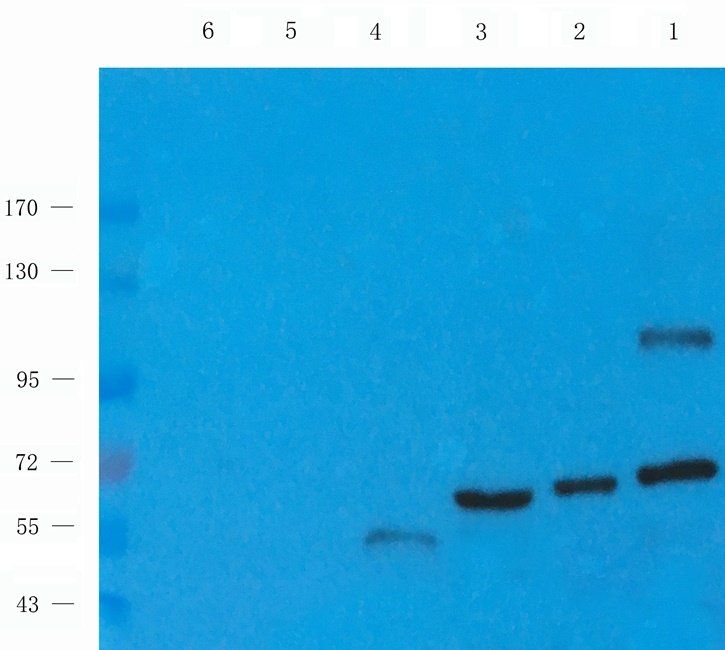 PDE2A antibody