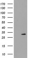 PDE4A Antibody