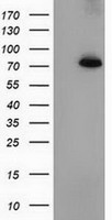 PDE4A Antibody