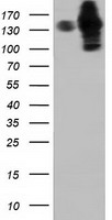 PDE4A Antibody