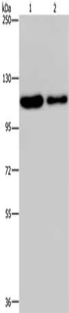 PDE4A Antibody