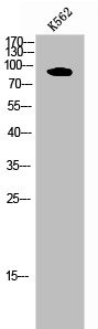 PDE4B/PDE4C/PDE4D Antibody