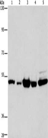 PDE4D antibody