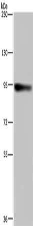 PDE4D Antibody