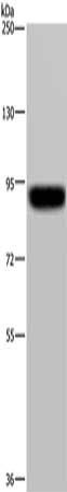PDE4D Antibody