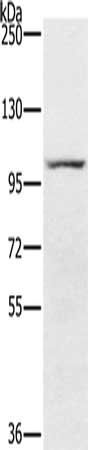 PDE5A antibody