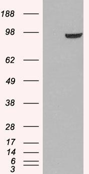 Goat anti-PDE5A Antibody