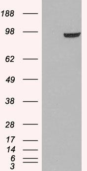 PDE5A antibody