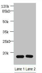 PDE6D Antibody