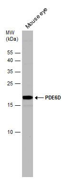 PDE6D antibody