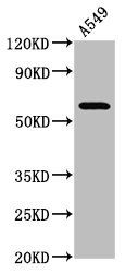 PDE9A Antibody