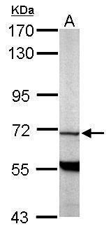 PDE9A antibody