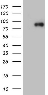 PDGFRA Antibody
