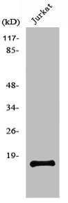 PDGFA Antibody