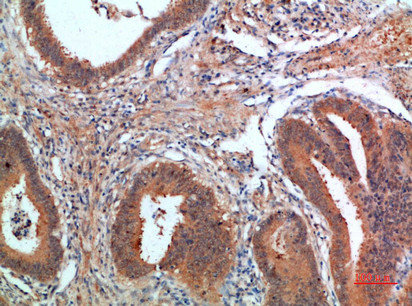 PDGFC Antibody