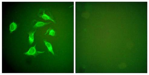 PDGFR α Antibody