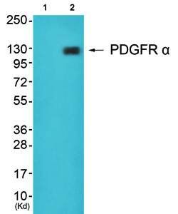 PDGFR α Antibody